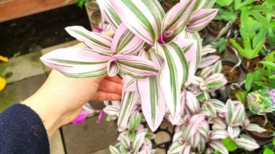 ✨득템 찬스!✨ 연두색달개비 써보니 완전 맘에 쏙!🌿 솔직 후기